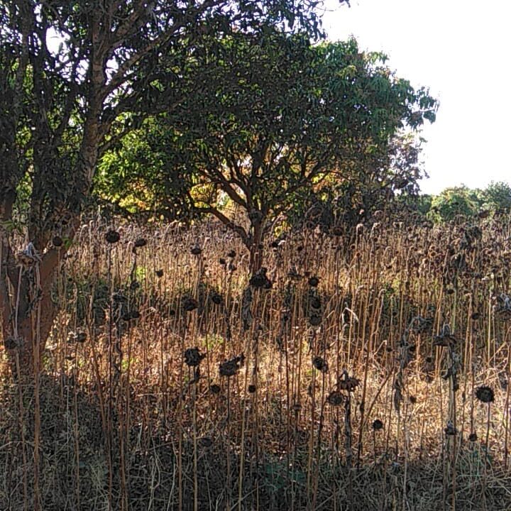 misenga (3)