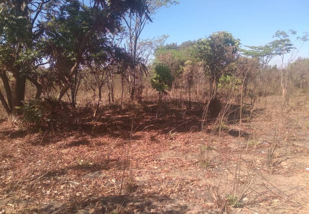 misenga (4)