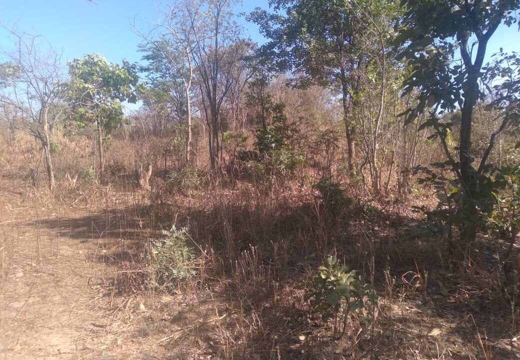 misenga (5)