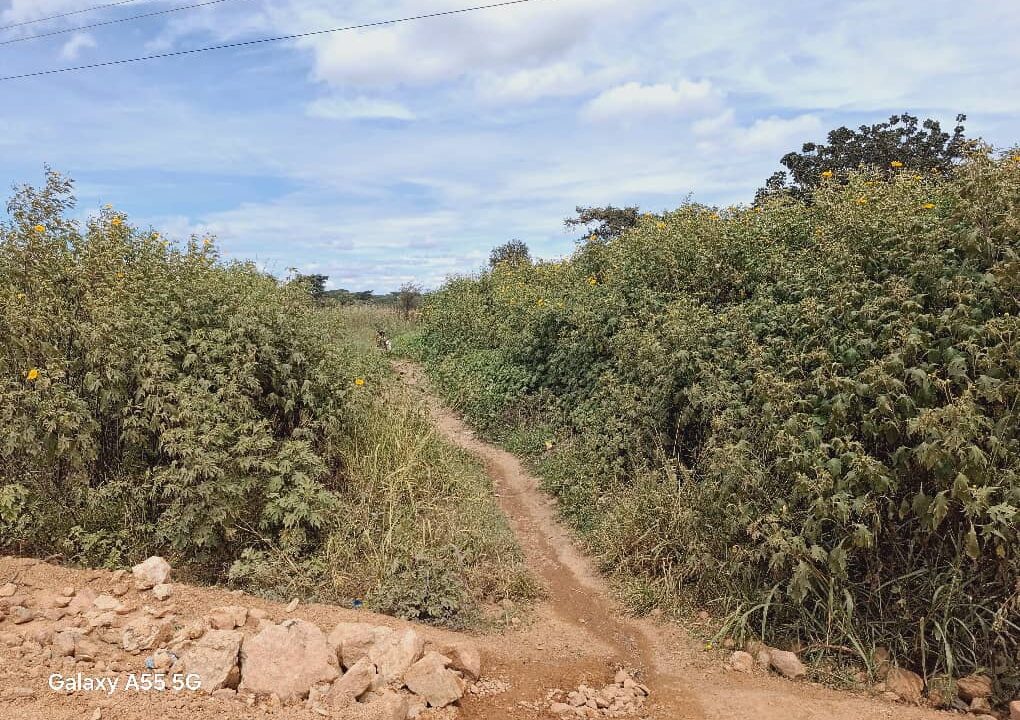 sakanya (2)